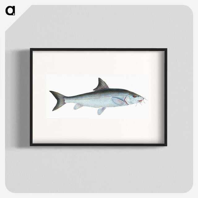 1-43_The-Natural-History-of-British-Fishes_blk