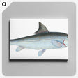 1-43_The-Natural-History-of-British-Fishes_canvas