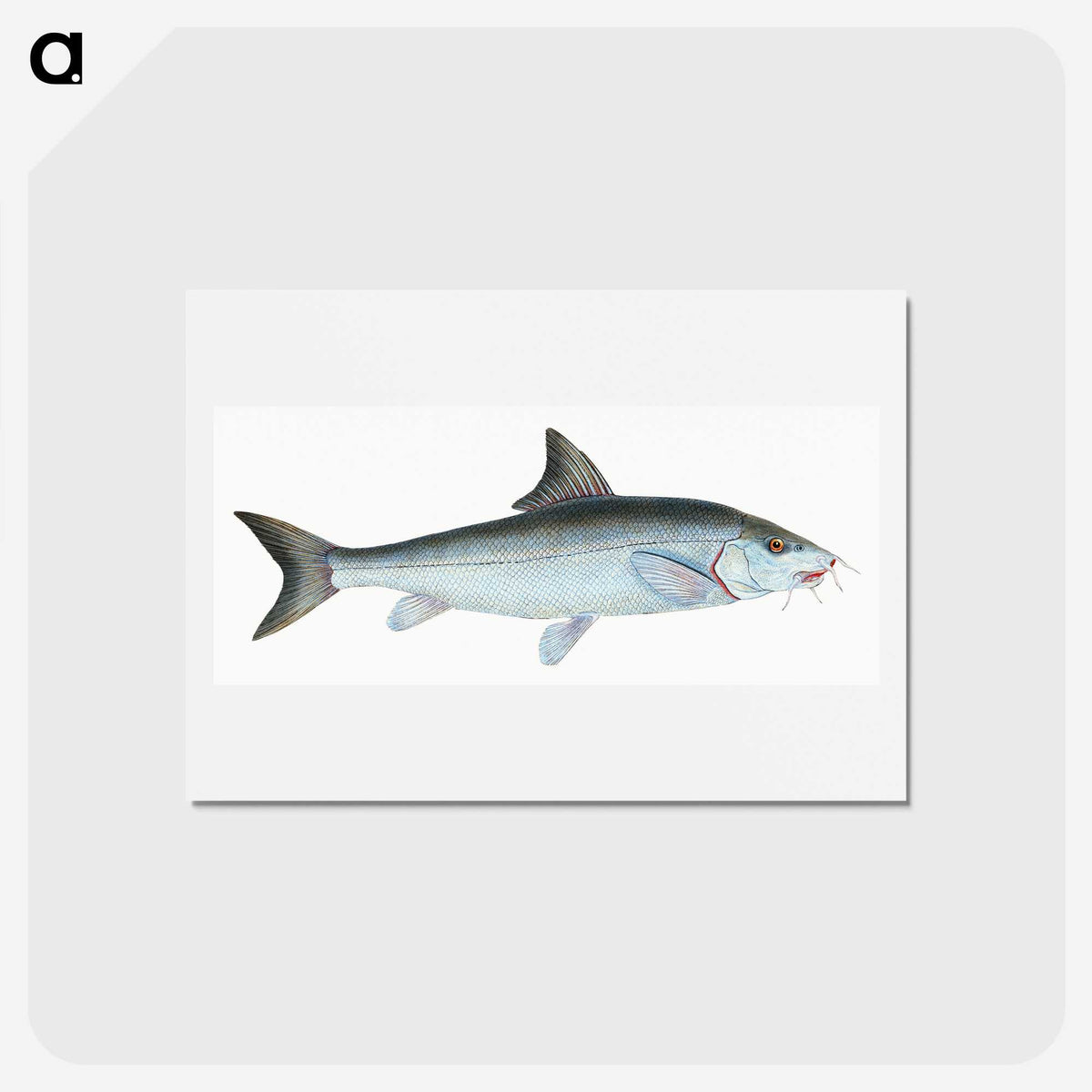 1-43_The-Natural-History-of-British-Fishes_hagaki