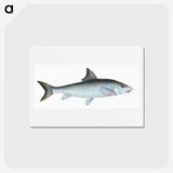 1-43_The-Natural-History-of-British-Fishes_hagaki