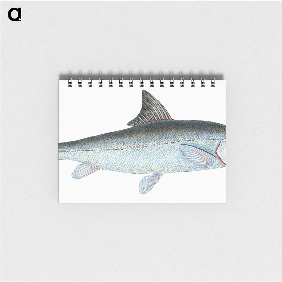 1-43_The-Natural-History-of-British-Fishes_memo
