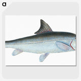 1-43_The-Natural-History-of-British-Fishes_picture-crop