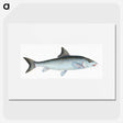 1-43_The-Natural-History-of-British-Fishes_picture