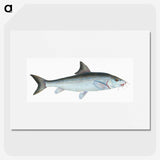1-43_The-Natural-History-of-British-Fishes_picture