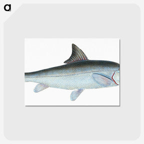 1-43_The-Natural-History-of-British-Fishes_postcard