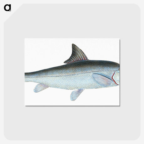 1-43_The-Natural-History-of-British-Fishes_postcard
