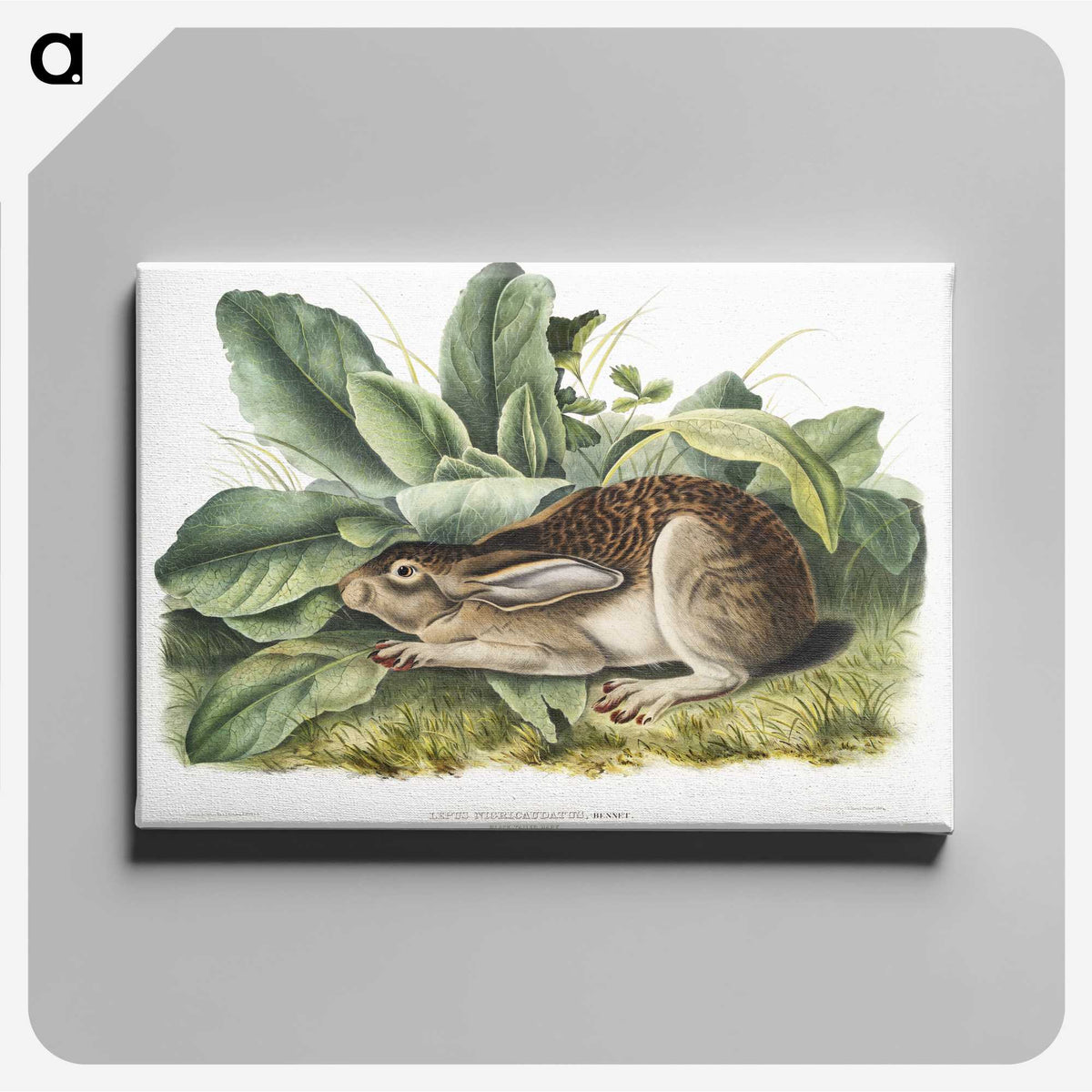1-43_The-Viviparous-Quadrupeds_canvas