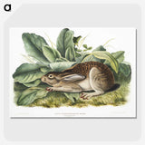 1-43_The-Viviparous-Quadrupeds_picture-crop