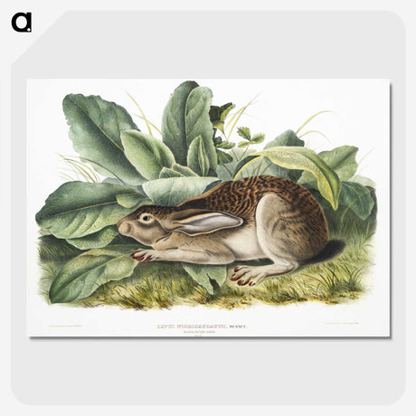 1-43_The-Viviparous-Quadrupeds_picture-crop