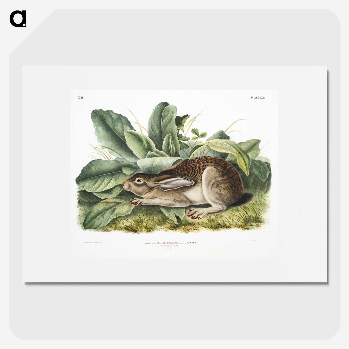 1-43_The-Viviparous-Quadrupeds_picture