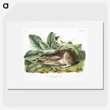 1-43_The-Viviparous-Quadrupeds_picture