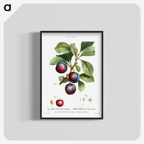 1-43_Treatise-on-Trees-and-Shrubs_blk-crop