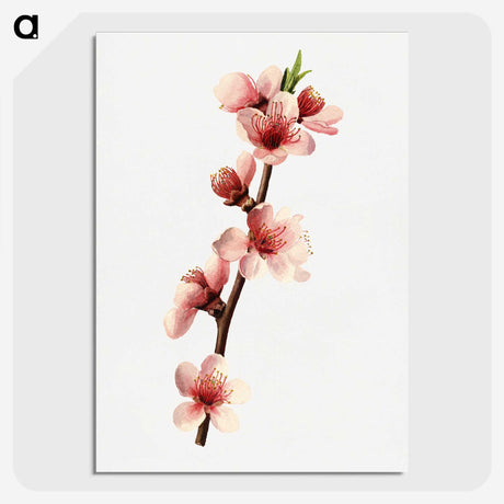 1-43_USDA-Watercolor-Fruit-Painting-Collection_picture-crop