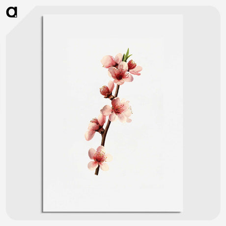 1-43_USDA-Watercolor-Fruit-Painting-Collection_picture