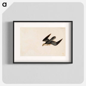 アートポスター-Eurasian sparrowhawk flying - ヴィルヘルム フォン ライト Poster.
