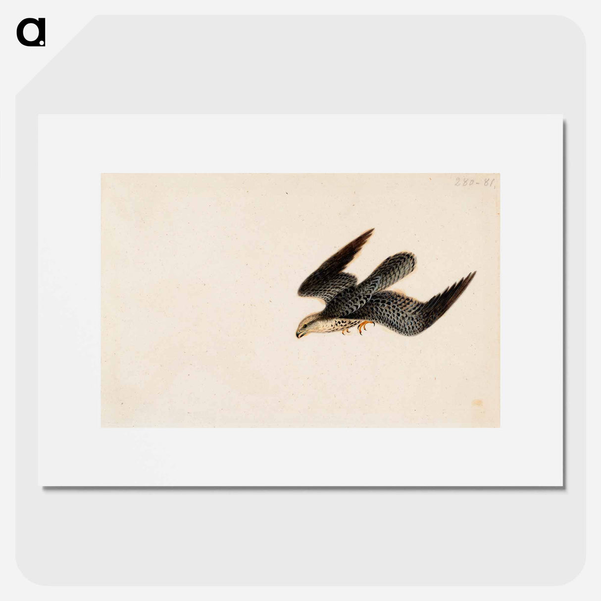 Eurasian sparrowhawk flying - ヴィルヘルム フォン ライト Poster.
