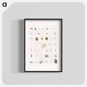 アートポスター-Different types of seashells illustration from Zoology of New York by James Ellsworth De Kay - ニューヨークの動物学 Poster.