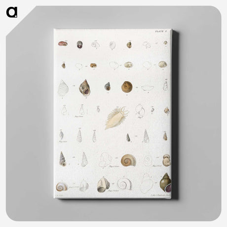1-43_Zoology-of-New-York_canvas