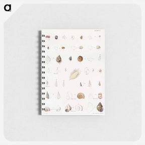 アートメモ帳-Different types of seashells illustration from Zoology of New York by James Ellsworth De Kay - ニューヨークの動物学 Memo.