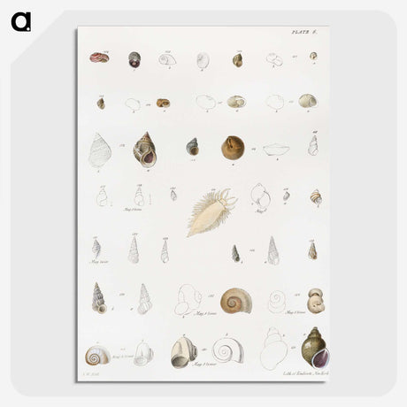 1-43_Zoology-of-New-York_picture-crop