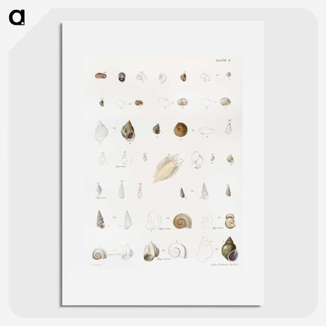 1-43_Zoology-of-New-York_picture
