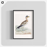 A Yellow-wattled Lapwing - アールト シューマン Poster.