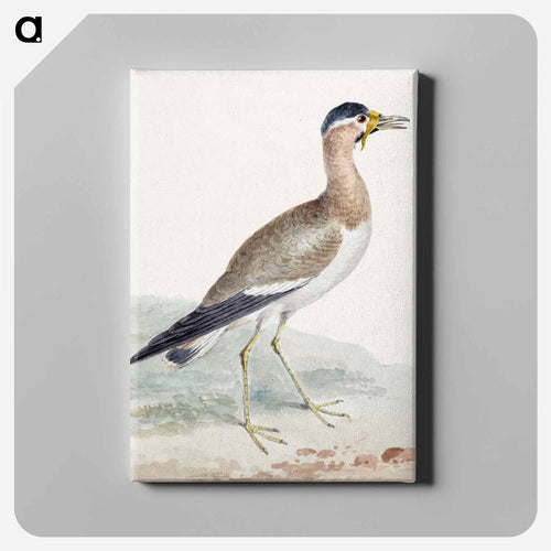 A Yellow-wattled Lapwing - アールト シューマン Canvas.