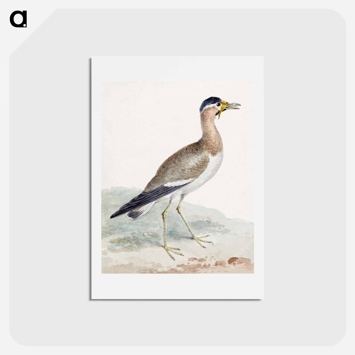 A Yellow-wattled Lapwing - アールト シューマン Postcard.