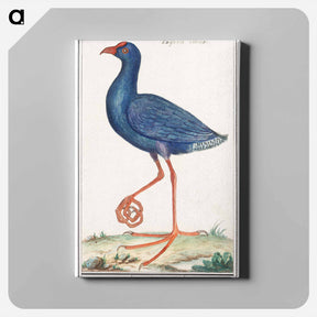 アートパネル-The Western Swamphen - アンセルムス ボエティウス デ ブート Canvas.