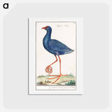 The Western Swamphen - アンセルムス ボエティウス デ ブート Postcard.