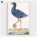 1-44_Anselmus-Boetius-de-Boodt_picture-crop