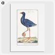 1-44_Anselmus-Boetius-de-Boodt_picture