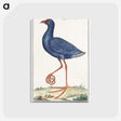 1-44_Anselmus-Boetius-de-Boodt_postcard