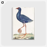 1-44_Anselmus-Boetius-de-Boodt_postcard