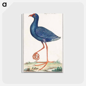 アートポストカード-The Western Swamphen - アンセルムス ボエティウス デ ブート Postcard.