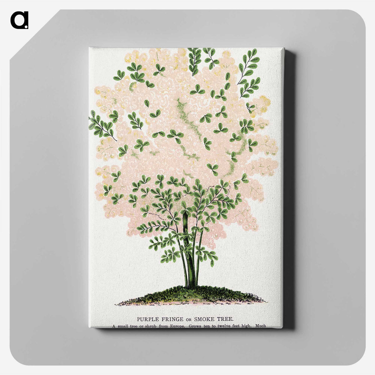 1-44_Botanical-Specimen-Plates_canvas