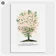 1-44_Botanical-Specimen-Plates_picture