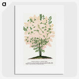1-44_Botanical-Specimen-Plates_picture