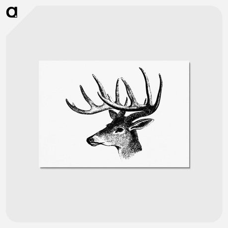アートポストカード-Victorian Deer Engraving
 - 大英図書館 Postcard.