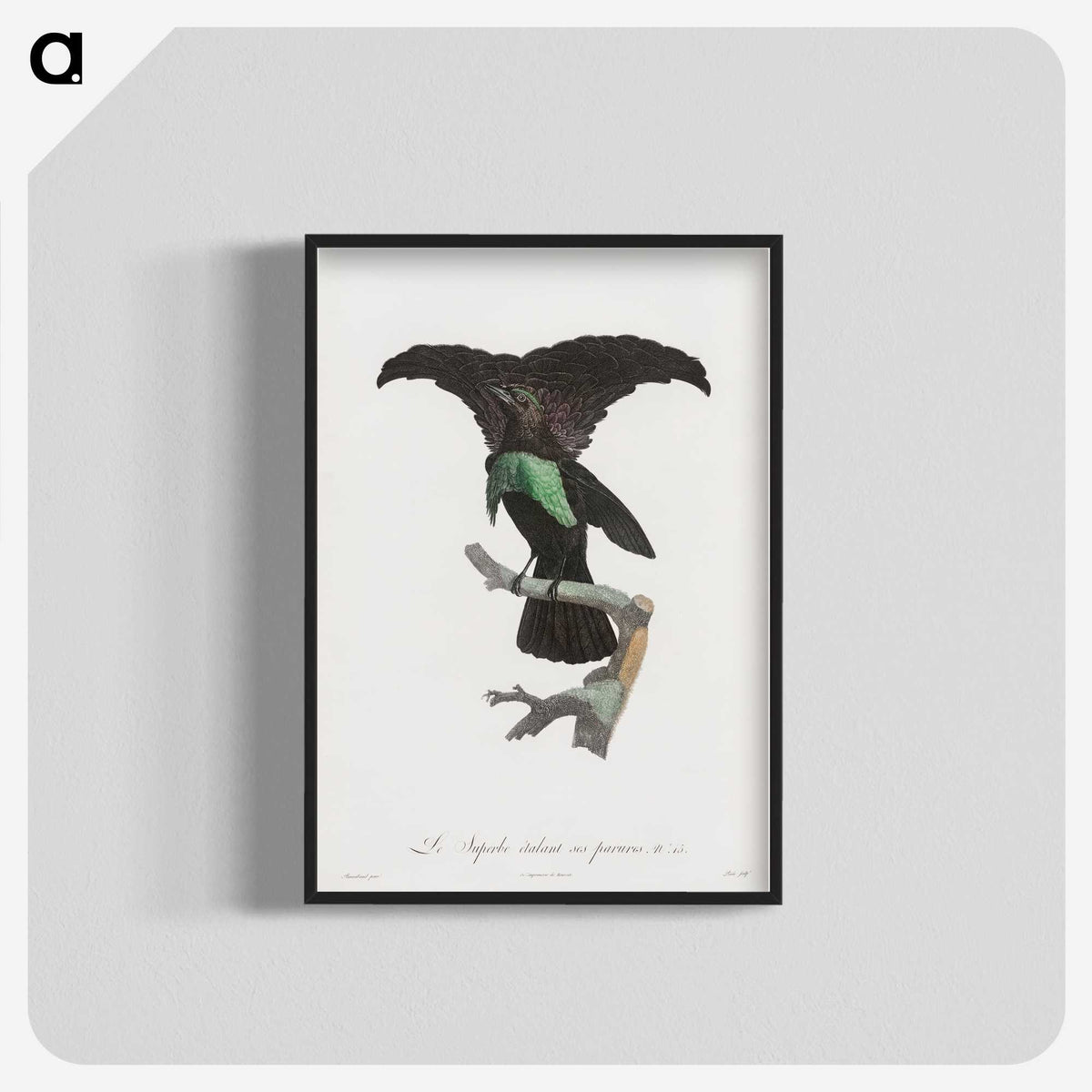 1-44_Des-Oiseaux-de-Paradis_blk-crop