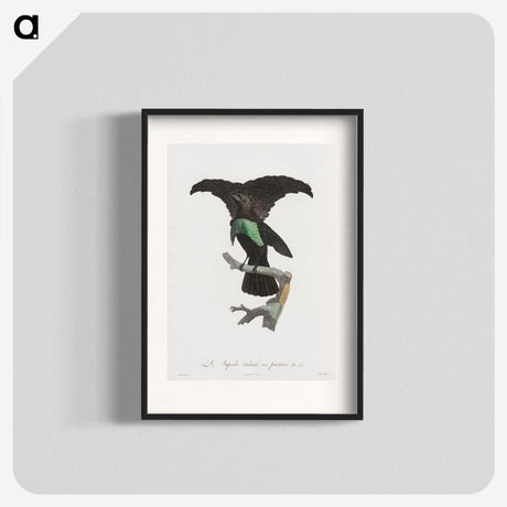 1-44_Des-Oiseaux-de-Paradis_blk