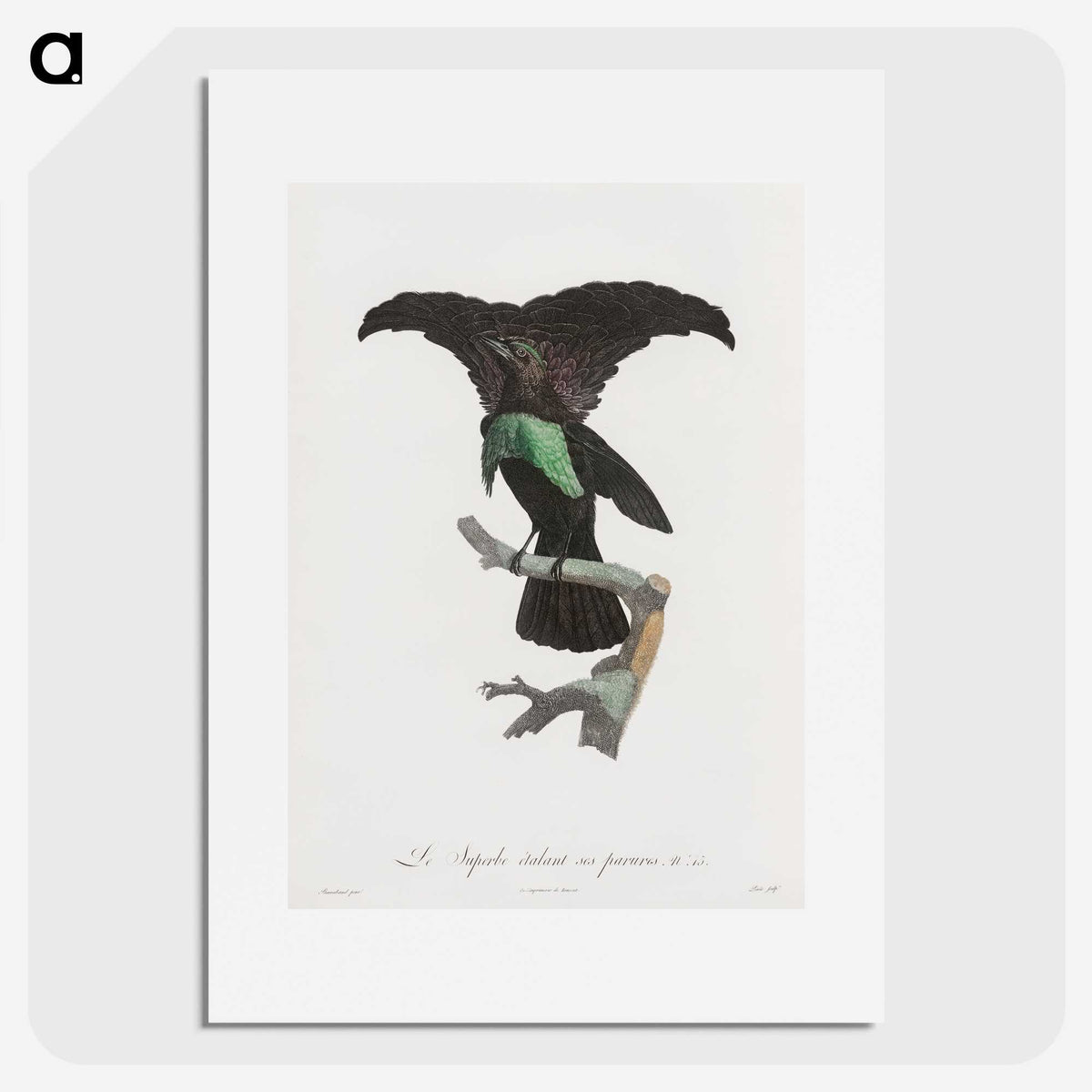 1-44_Des-Oiseaux-de-Paradis_picture
