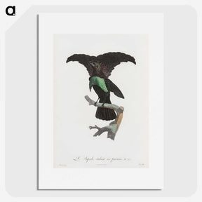 1-44_Des-Oiseaux-de-Paradis_picture