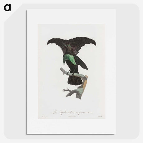 1-44_Des-Oiseaux-de-Paradis_picture