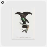1-44_Des-Oiseaux-de-Paradis_postcard