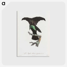 1-44_Des-Oiseaux-de-Paradis_postcard