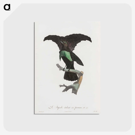 1-44_Des-Oiseaux-de-Paradis_postcard