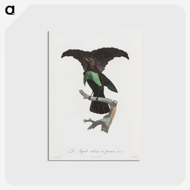 1-44_Des-Oiseaux-de-Paradis_postcard