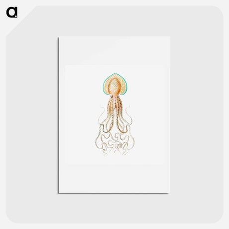 アートポストカード-Vintage squid marine life illustration - エルンスト ヘッケル Postcard.