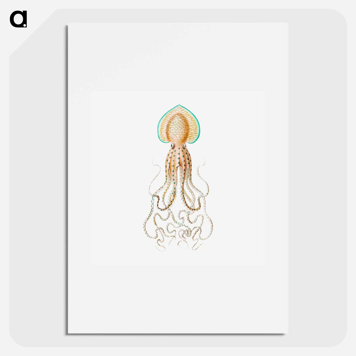 Vintage squid marine life illustration - エルンスト ヘッケル Poster.